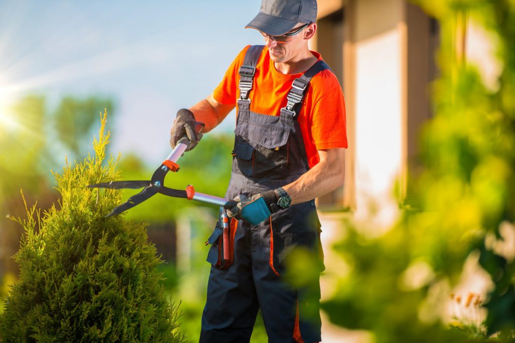 Tree Service Lake Norman - Services