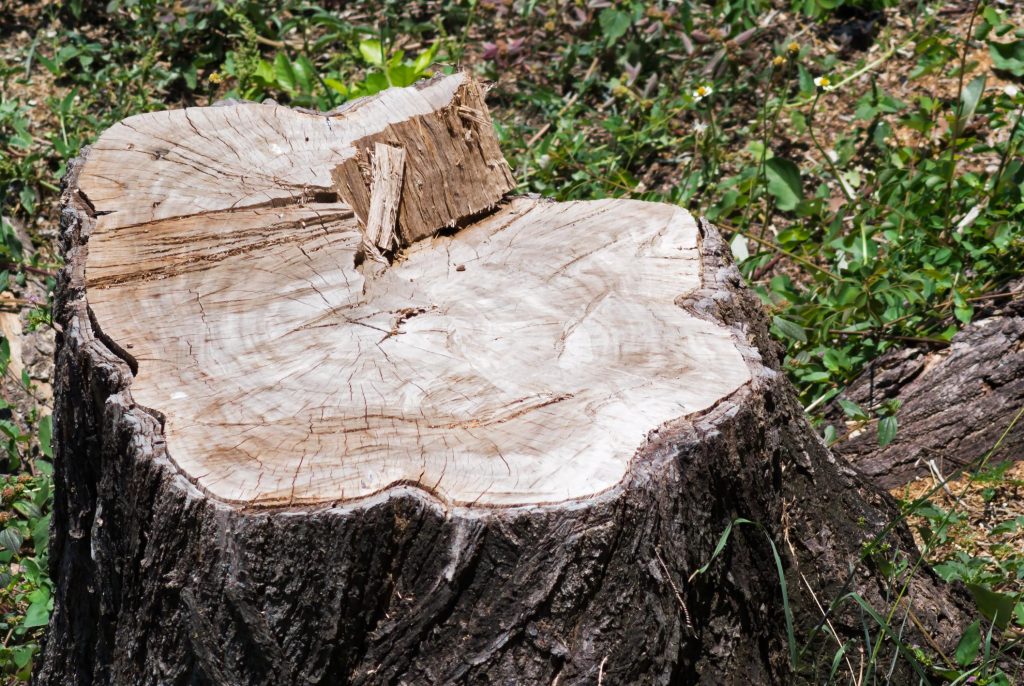 Tree Service Lake Norman - Stump Grinding 1 Tree Service Lake Norman - Stump Grinding 1