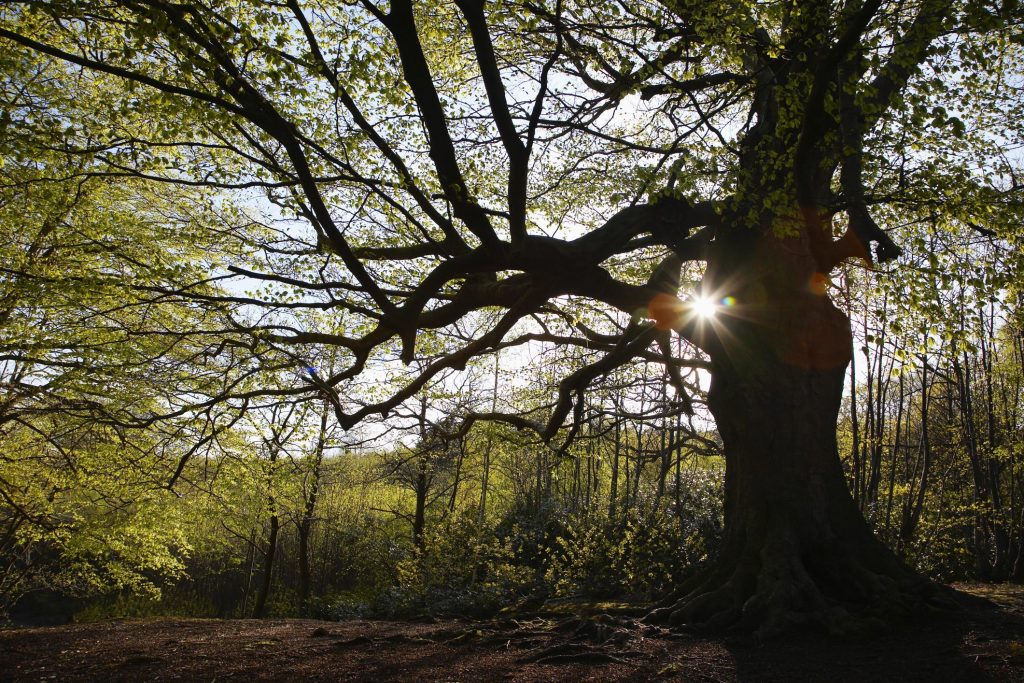 Tree Service Lake Norman - Tree Care 1 Tree Service Lake Norman - Tree Care 1