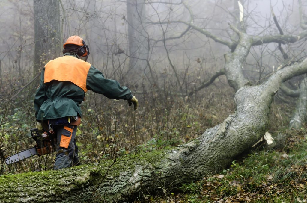 Tree Service Lake Norman - Tree Removal 1 Tree Service Lake Norman - Tree Removal 1