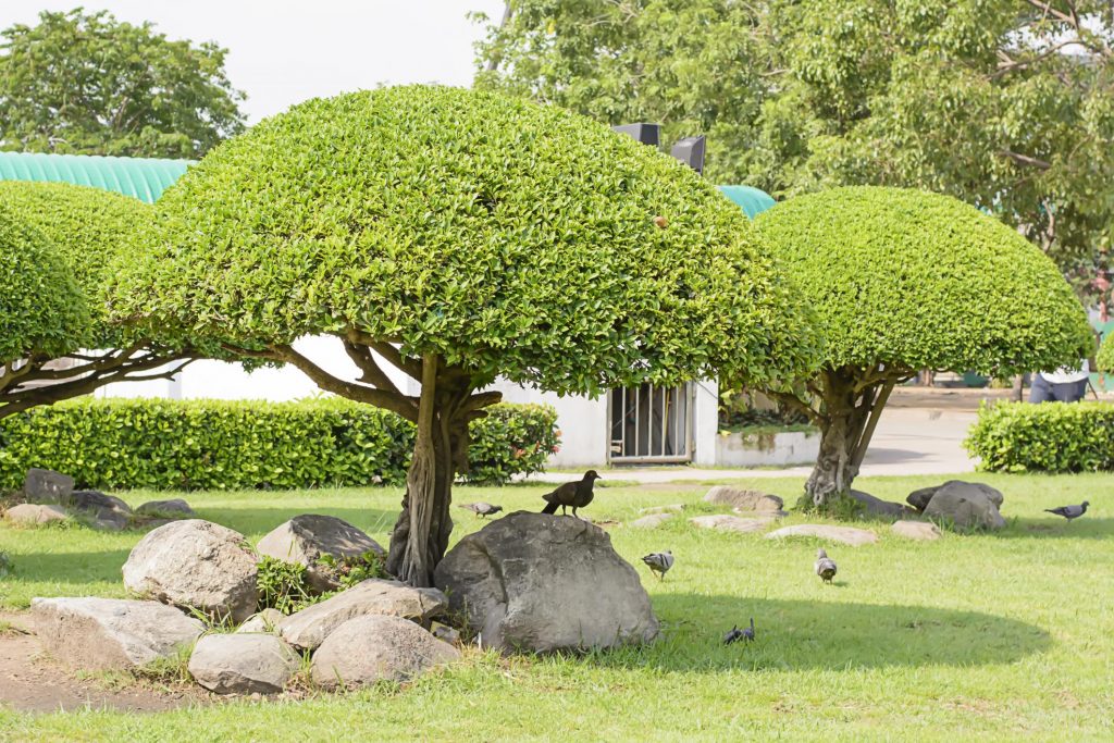 Tree Service Lake Norman - Tree Restoration 1 Tree Service Lake Norman - Tree Restoration 1
