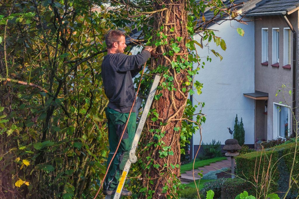 Lake Norman Tree Pros Trimming and Pruning