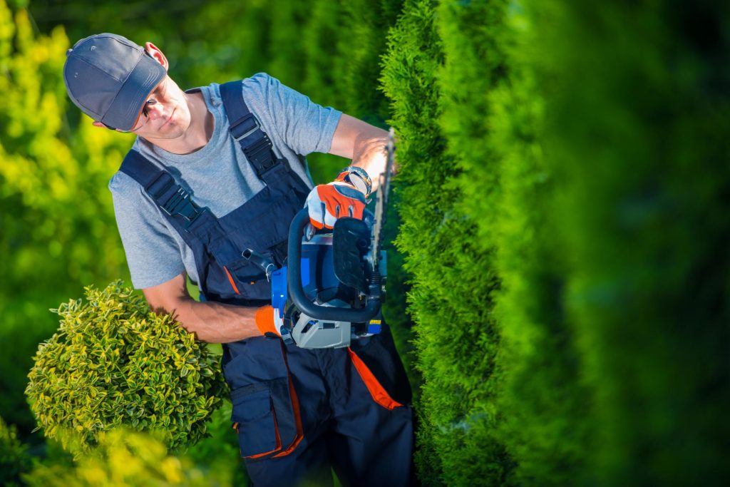 Tree Service Lake Norman - Trimming and Pruning 1 Tree Service Lake Norman - Trimming and Pruning 1
