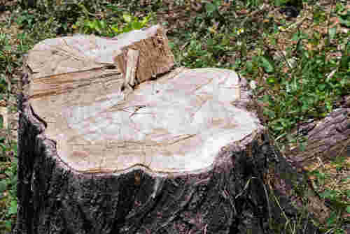 Lake Norman Tree Pros can  grind down your stumps