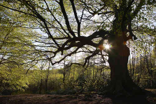 We provide tree care for the Charlotte and Lake Norman areas