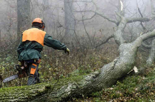 We provide tree removal service for the Charlotte and Lake Norman areas